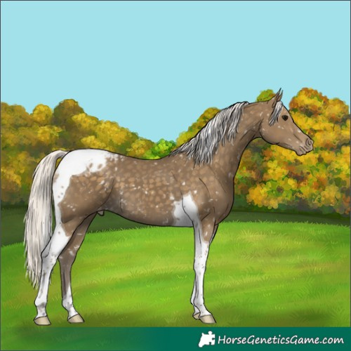Horse Color:Silver Smoky Black Tobiano Snowflake Varnish