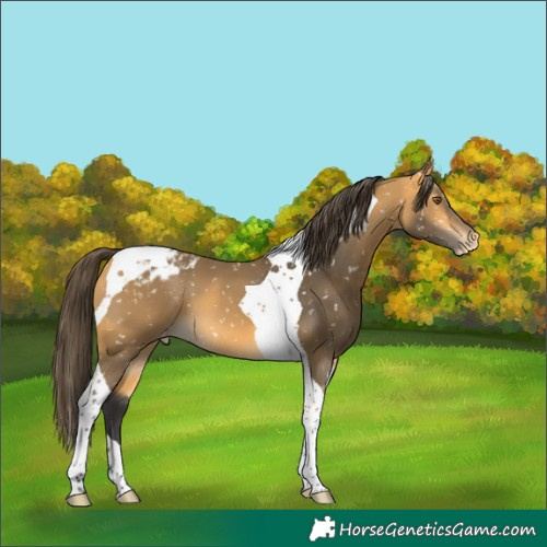 Horse Color:Buckskin Tobiano Blanket