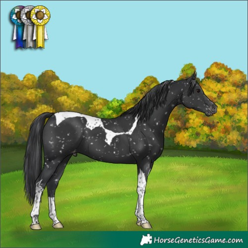 Horse Color:Black Tobiano Snowflake Varnish