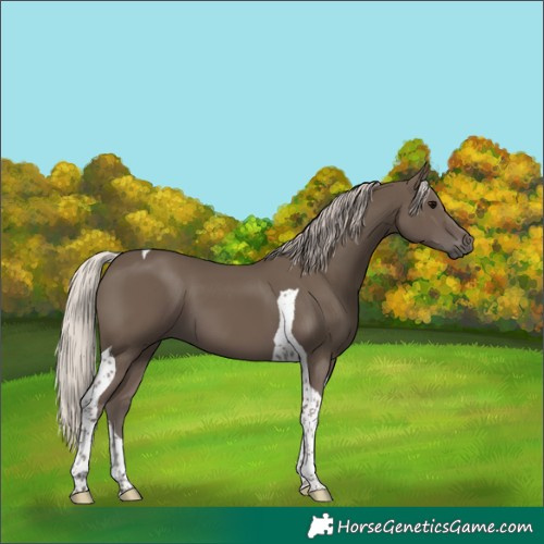 Horse Color:Silver Black Tobiano