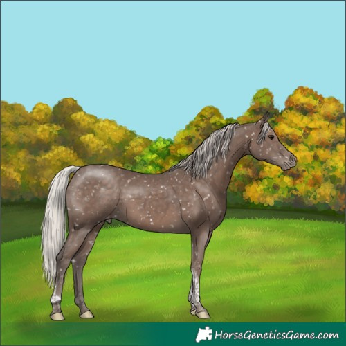 Horse Color:Silver Black Tobiano Snowflake Varnish 