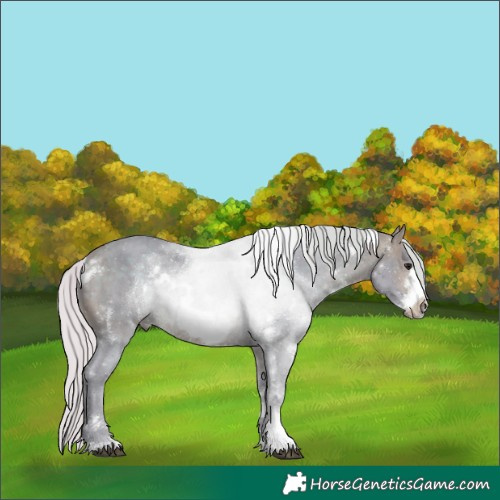 Horse Color:Watercolor White Spotted Silver Brown Sabino Frame Rabicano
