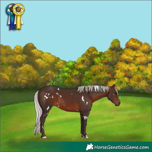 Horse Color:White Spotted Silver Brown 