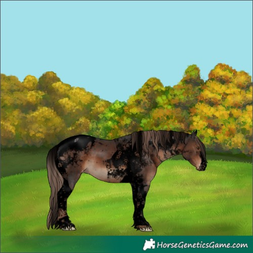 Horse Color:Void Liver Chestnut Tobiano Blanket
