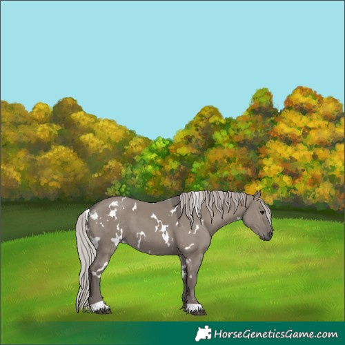 Horse Color:White Spotted Silver Grullo 