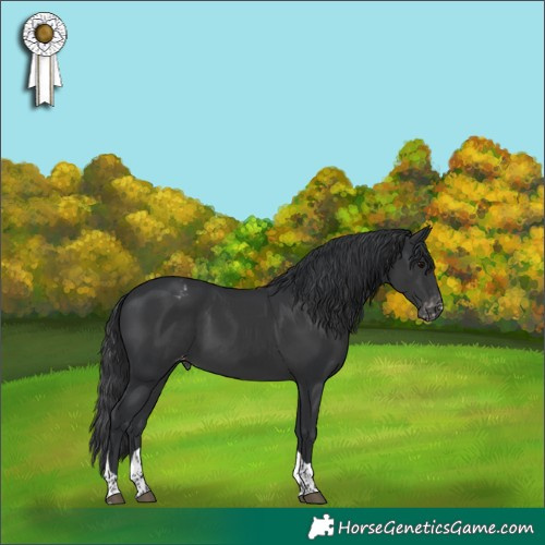 Horse Color:Black Tobiano Varnish