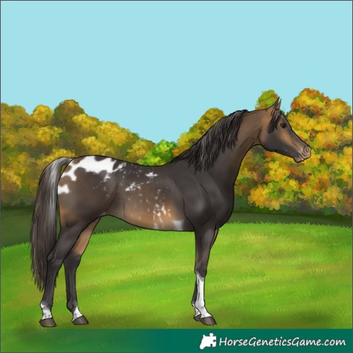 Horse Color:Buckskin Tobiano Skewed LP Spotted
