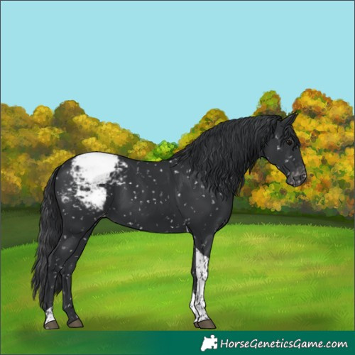 Horse Color:Black Tobiano Snowcap 