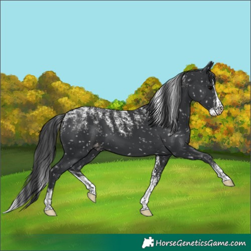 Horse Color:Powder White Black Splash Snowflake Varnish