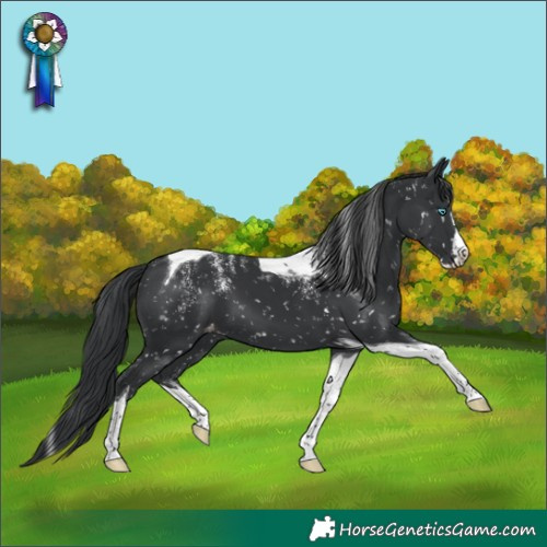 Horse Color:Powder White Black Splash Tobiano Snowflake Varnish