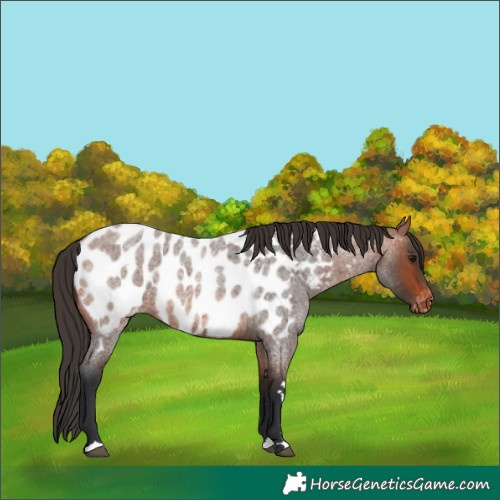 Horse Color:Bay Roan Near Leopard