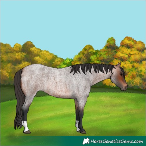 Horse Color:Bay Roan
