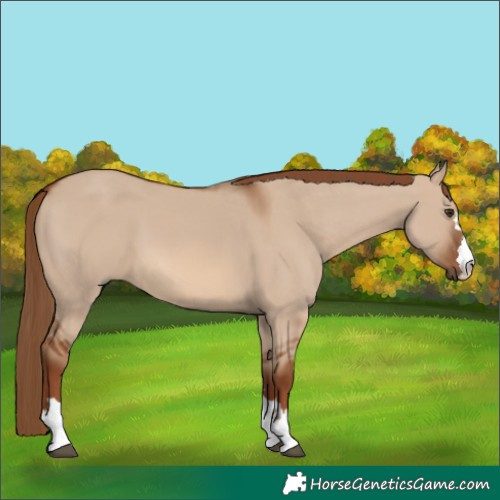 Horse Color:Red Dun 