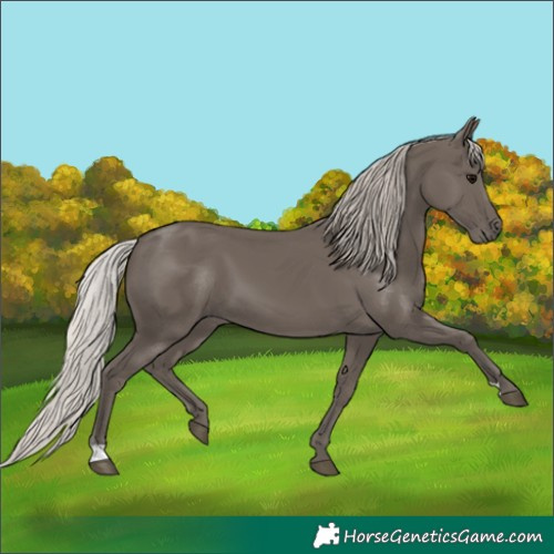 Horse Color:Silver Black 
