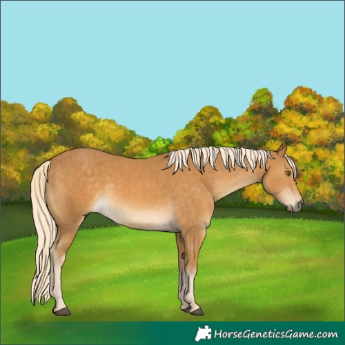 Horse Color:Palomino