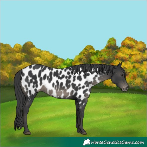 Horse Color:Black Near Leopard