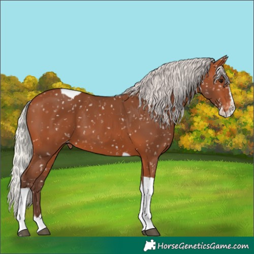 Horse Color:Silver Bay Splash Tobiano Snowflake VarnishRabicano