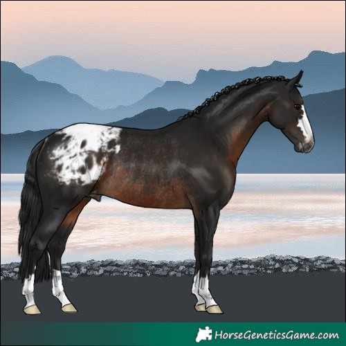 Horse Color:Gray Brown Blanket Rabicano