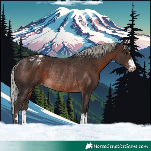 Horse Color:Silver Brown Varnish Rabicano