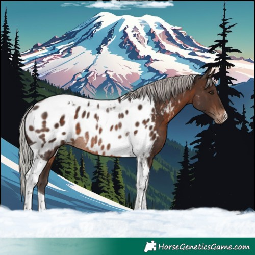 Horse Color:Silver Brown Tobiano Near Leopard Rabicano