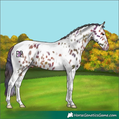 Horse Color:Nacre Bay Tobiano Near Leopard 