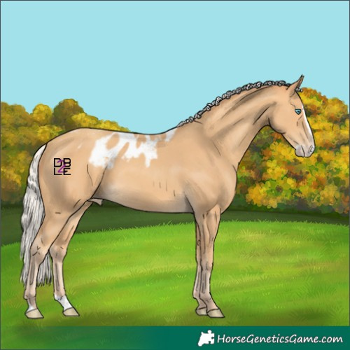 Horse Color:Silver Amber Cream Champagne Splash Skewed LP Spotted 