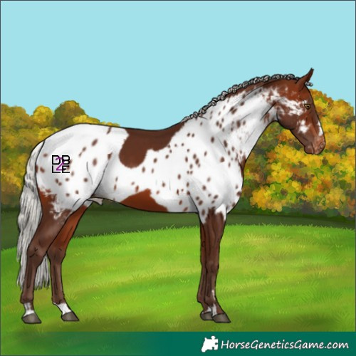 Horse Color:Silver Bay Skewed LP Spotted
