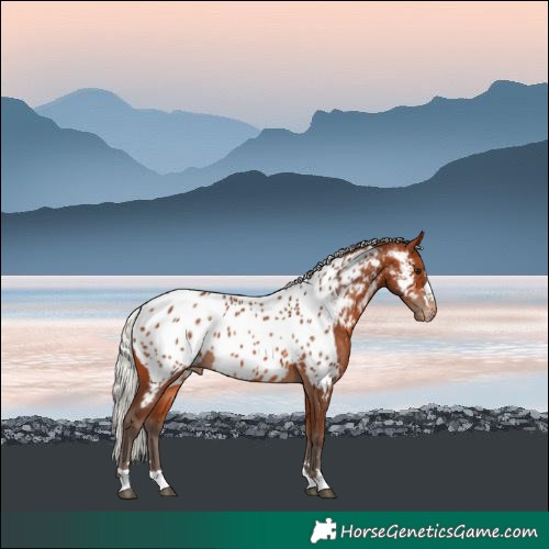 Horse Color:Silver Bay Near Leopard 