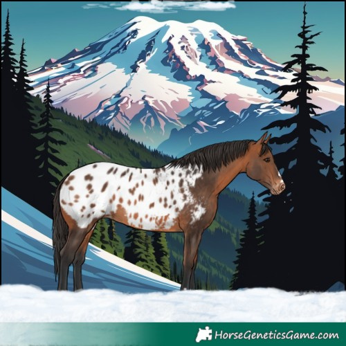 Horse Color:Bay Blanket