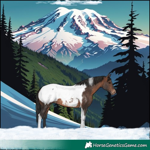 Horse Color:Brown Tobiano Snowcap