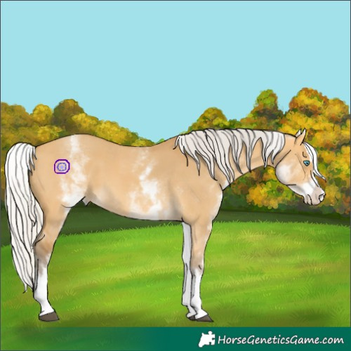 Horse Color:White Spotted Silver Buckskin Dun Splash 