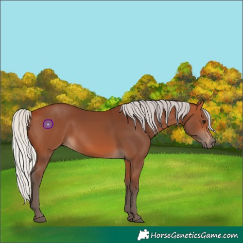 Horse Color:Silver Bay