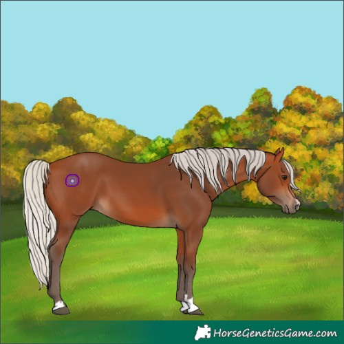 Horse Color:Silver Bay 