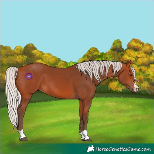 Horse Color:Silver Bay 