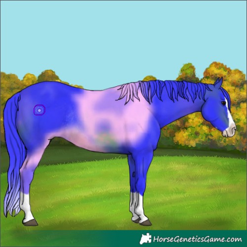 Horse Color:Watercolor Brown Splash Rabicano