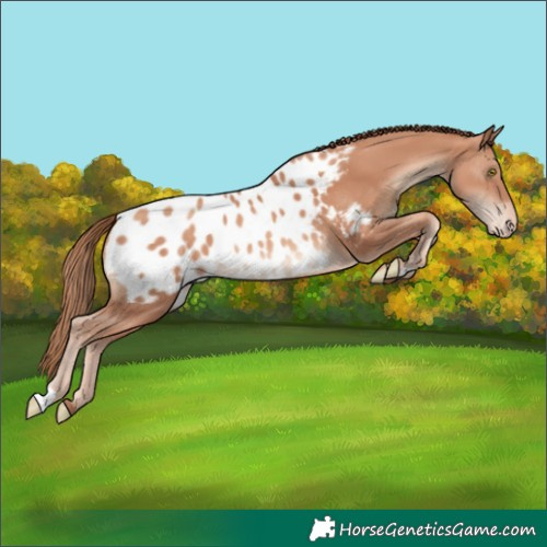 Horse Color:Gold Champagne Blanket 