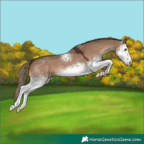 Horse Color:White Spotted Liver Red Dun
