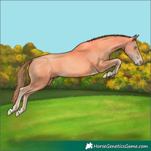 Horse Color:Gold Champagne 