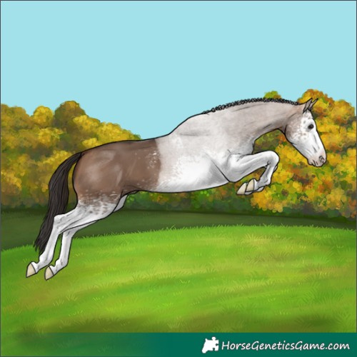 Horse Color:White Spotted Bay Dun