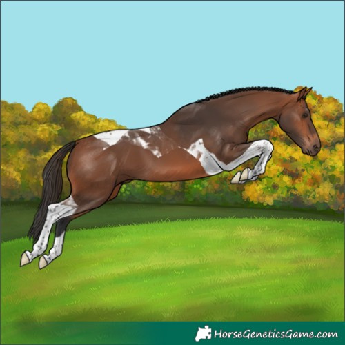 Horse Color:Bay Tobiano