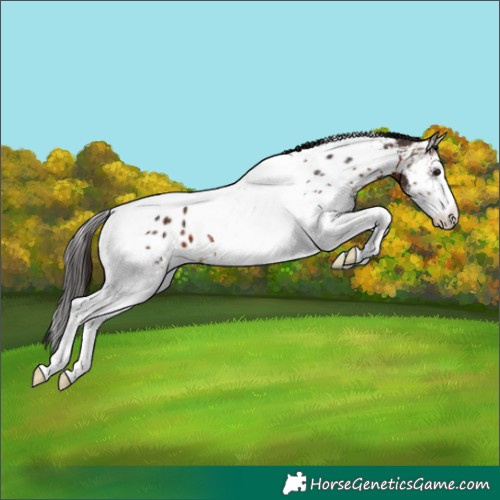 Horse Color:White Spotted Brown Tobiano Near Leopard