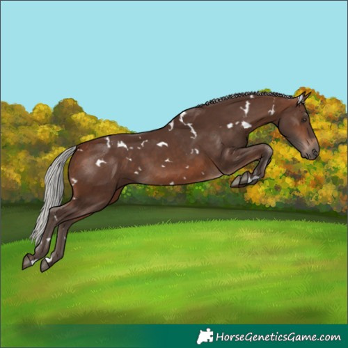 Horse Color:White Spotted Silver Brown
