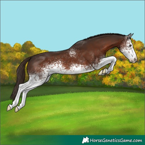 Horse Color:White Spotted Liver Chestnut 