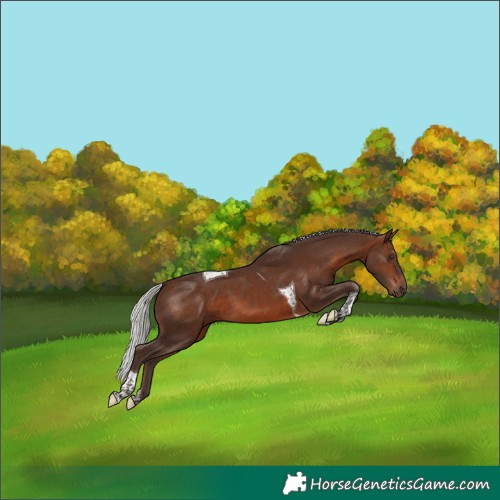 Horse Color:Silver Brown Tobiano 