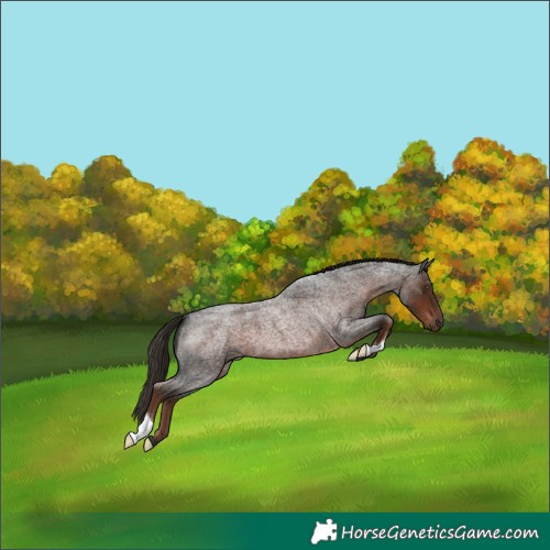 Horse Color:Liver Red Roan
