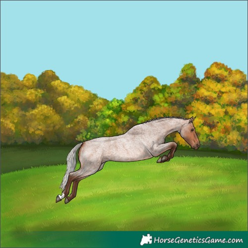 Horse Color:Silver Bay Roan 