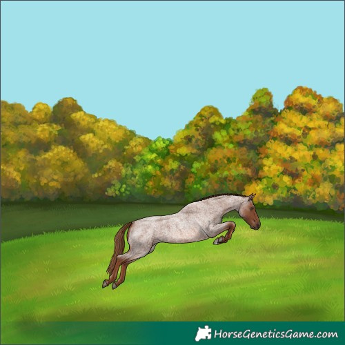 Horse Color:Red Roan