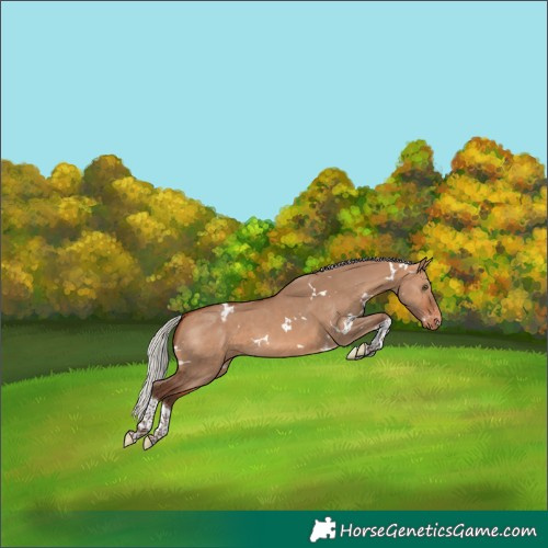 Horse Color:White Spotted Silver Bay Dun Tobiano Varnish