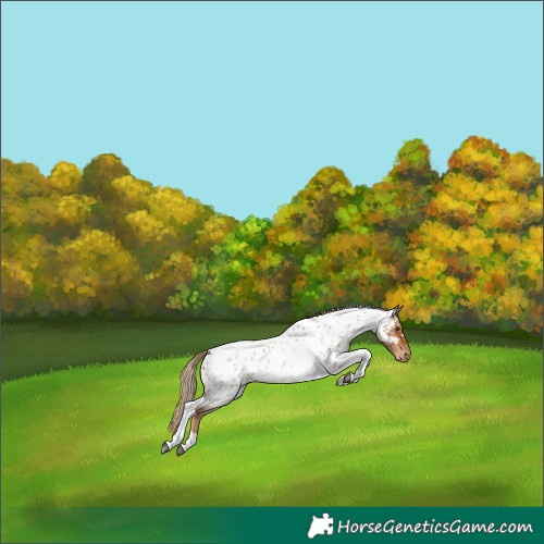 Horse Color:Chocolate Palomino Roan Tobiano Near Leopard