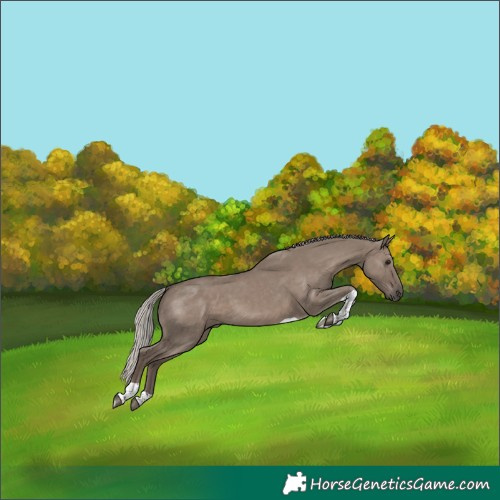 Horse Color:Silver Grullo Tobiano